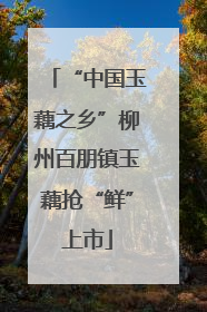 “中国玉藕之乡”柳州百朋镇玉藕抢“鲜”上市