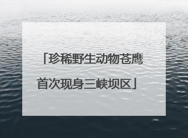 珍稀野生动物苍鹰首次现身三峡坝区