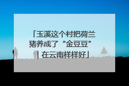 玉溪这个村把荷兰猪养成了“金豆豆”｜在云南样样好