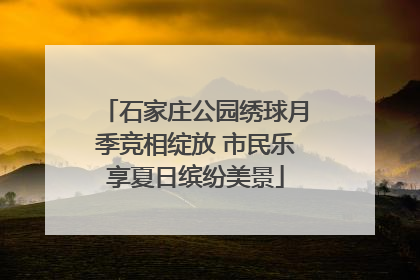 石家庄公园绣球月季竞相绽放 市民乐享夏日缤纷美景