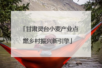 甘肃灵台小麦产业点燃乡村振兴新引擎