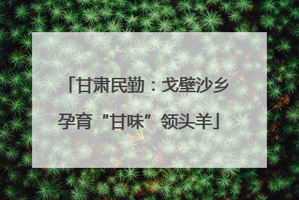 甘肃民勤：戈壁沙乡孕育“甘味”领头羊
