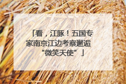 看，江豚！五国专家南京江边考察邂逅“微笑天使”