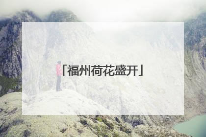 福州荷花盛开