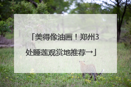 美得像油画！郑州3处睡莲观赏地推荐→