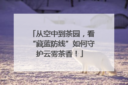 从空中到茶园，看“藏蓝防线”如何守护云雾茶香！