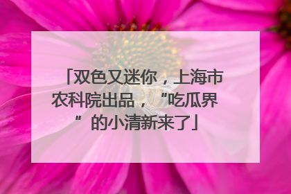 双色又迷你，上海市农科院出品，“吃瓜界”的小清新来了