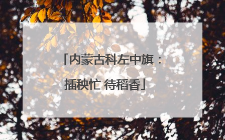 内蒙古科左中旗：插秧忙 待稻香
