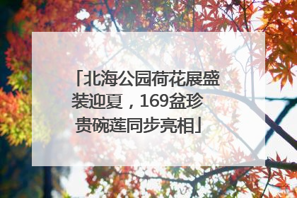 北海公园荷花展盛装迎夏，169盆珍贵碗莲同步亮相