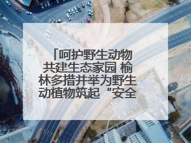 呵护野生动物 共建生态家园 榆林多措并举为野生动植物筑起“安全屏障”