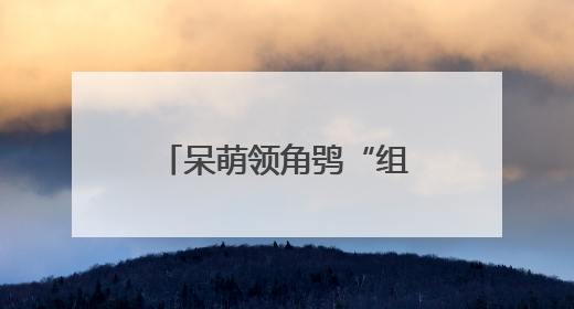 呆萌领角鸮“组团”迷路 多方携手放归自然
