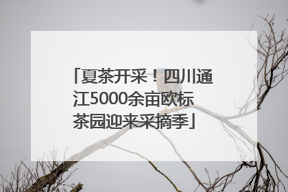 夏茶开采！四川通江5000余亩欧标茶园迎来采摘季