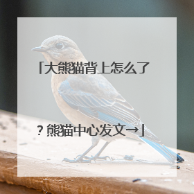 大熊猫背上怎么了？熊猫中心发文→