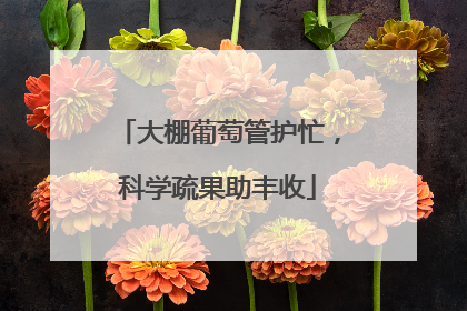 大棚葡萄管护忙，科学疏果助丰收
