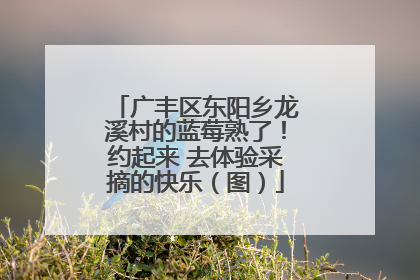广丰区东阳乡龙溪村的蓝莓熟了！约起来 去体验采摘的快乐（图）