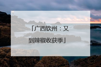 广西钦州：又到辣椒收获季