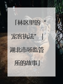 林区里的“宠客执法”｜湖北市场监管所的故事