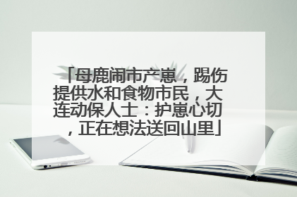 母鹿闹市产崽，踢伤提供水和食物市民，大连动保人士：护崽心切，正在想法送回山里