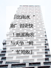 比雨水“跑”得更快！慈溪梅农与天争“鲜”忙抢收