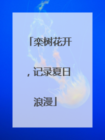 栾树花开，记录夏日浪漫