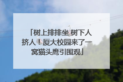 树上排排坐 树下人挤人！厦大校园来了一窝猫头鹰引围观