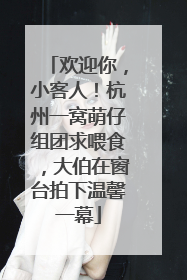 欢迎你，小客人！杭州一窝萌仔组团求喂食，大伯在窗台拍下温馨一幕