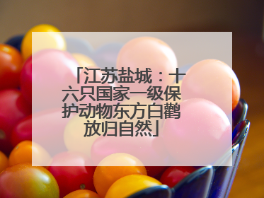 江苏盐城：十六只国家一级保护动物东方白鹳放归自然