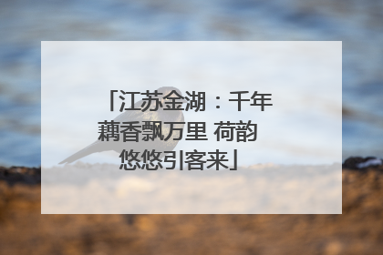 江苏金湖：千年藕香飘万里 荷韵悠悠引客来