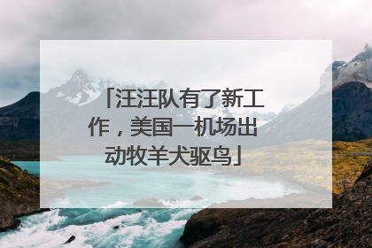 汪汪队有了新工作，美国一机场出动牧羊犬驱鸟