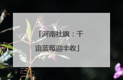 河南社旗：千亩蓝莓迎丰收