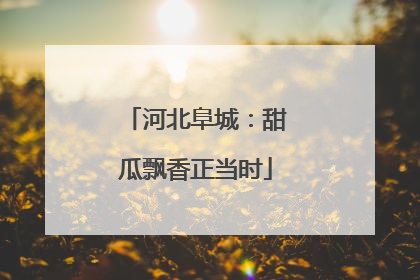 河北阜城：甜瓜飘香正当时