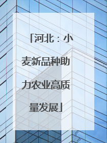 河北：小麦新品种助力农业高质量发展