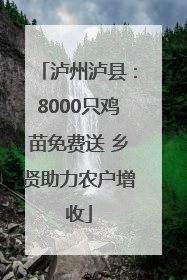 泸州泸县：8000只鸡苗免费送 乡贤助力农户增收