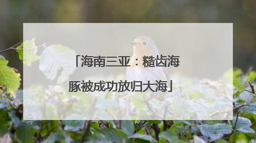 海南三亚：糙齿海豚被成功放归大海