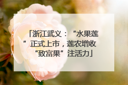浙江武义：“水果莲”正式上市，莲农增收“致富果”注活力