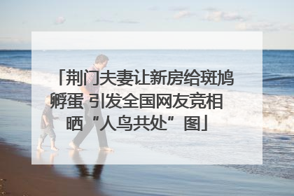 荆门夫妻让新房给斑鸠孵蛋 引发全国网友竞相晒“人鸟共处”图