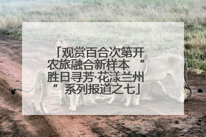 观赏百合次第开 农旅融合新样本 “胜日寻芳·花漾兰州”系列报道之七