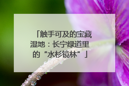 触手可及的宝藏湿地：长宁绿道里的“水杉镜林”