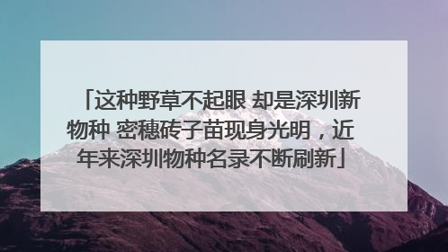 这种野草不起眼 却是深圳新物种 密穗砖子苗现身光明，近年来深圳物种名录不断刷新
