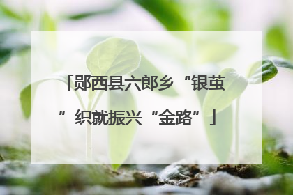 郧西县六郎乡“银茧”织就振兴“金路”