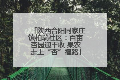 陕西合阳同家庄镇柏瑞社区：百亩杏园迎丰收 果农走上“杏”福路