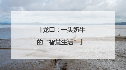 龙口：一头奶牛的“智慧生活”