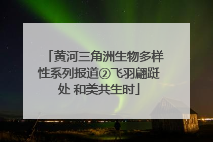 黄河三角洲生物多样性系列报道②飞羽翩跹处 和美共生时