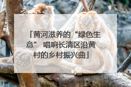 黄河滋养的“绿色生意” 唱响长清区沿黄村的乡村振兴曲